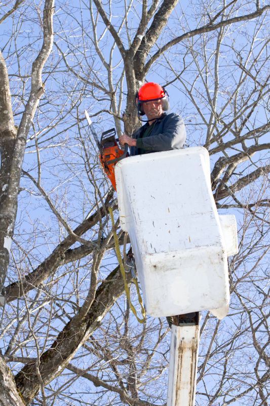 Maple Tree Pruning