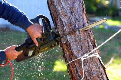 Residential Tree Service
