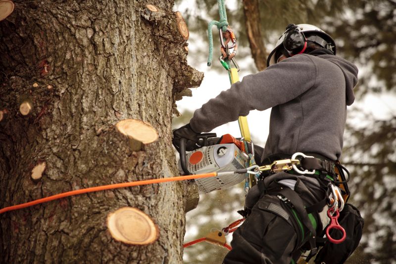 Tree Inspection by Arborist