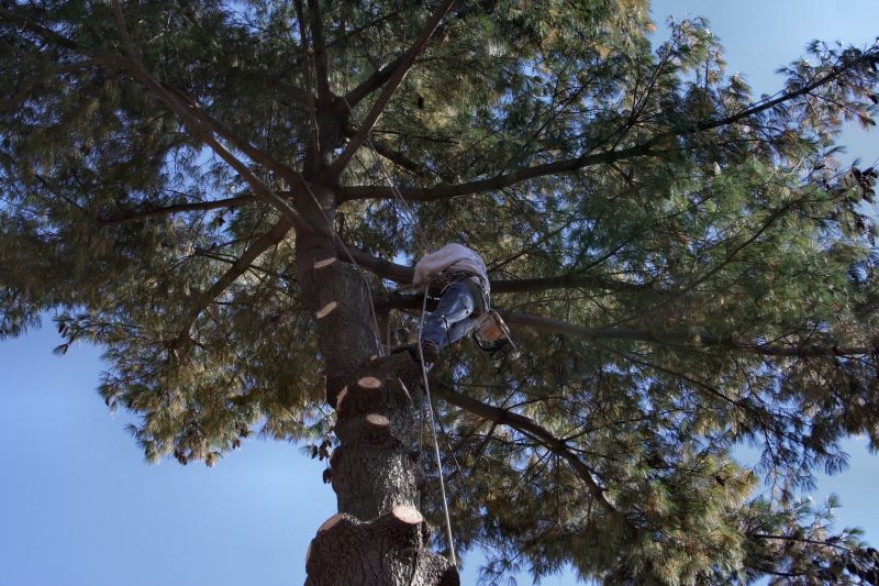 Arborist Equipment in Use