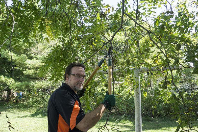 Summer Tree Pruning