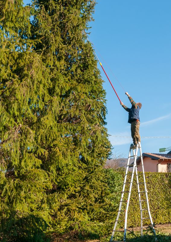 Fall Tree Maintenance